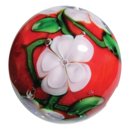 22mm chrysanthemum flower - chrysanthemum,